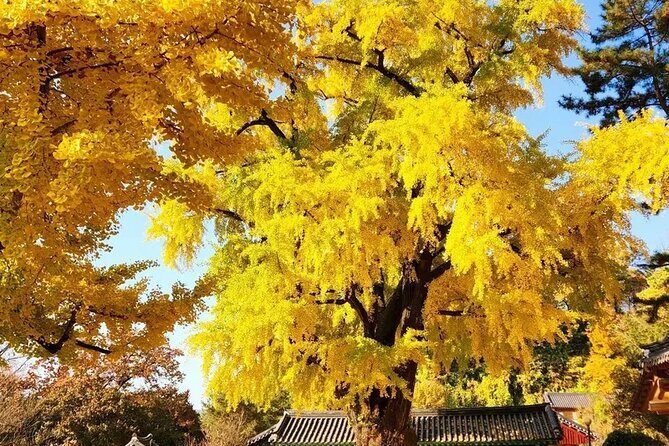 Jeonju Hanok Village and Jangtaesan Nature Tour - The Journey Begins: From Seoul to Jeonju