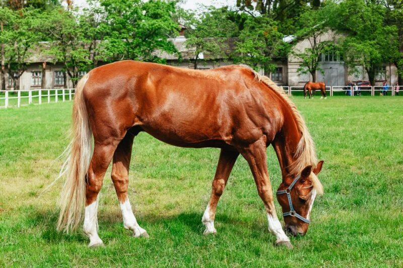 Jerez de la Frontera: How the Andalusian Horses Dance - The Value for Money
