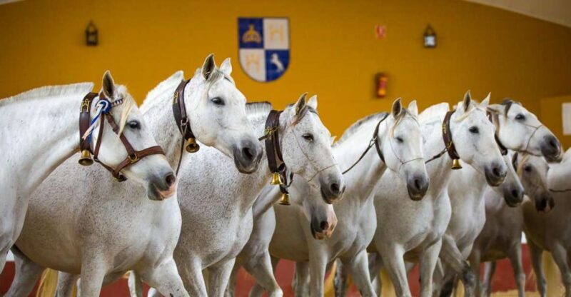 Jerez: Yeguada de la Cartuja Carthusian Horses Tour - An In-Depth Look at the Tour