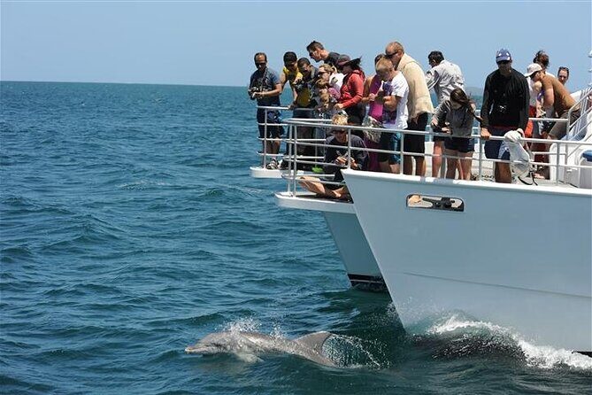 Jervis Bay Dolphin Cruise - An In-Depth Look at the Jervis Bay Dolphin Cruise