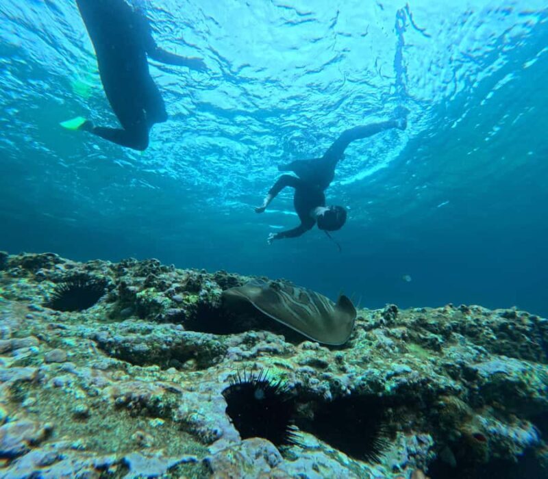 Jervis Bay: Guided Snorkelling Tour with expert guide - Discovering Jervis Bay: A Guided Snorkelling Tour Worth Considering