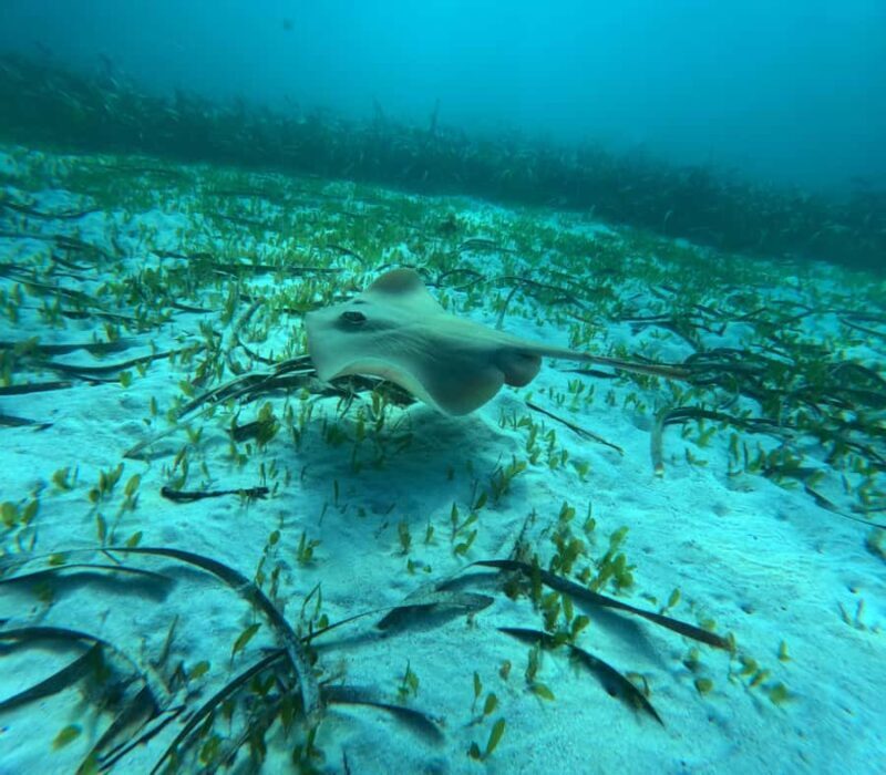 Jervis Bay: Guided Snorkelling Tour with expert guide - Key Points