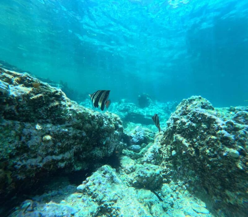 Jervis Bay: Guided Snorkelling Tour with expert guide - FAQ: Practical Questions Answered