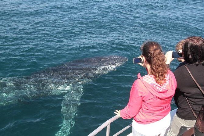 Jervis Bay Whale Watching Tour - Key Points
