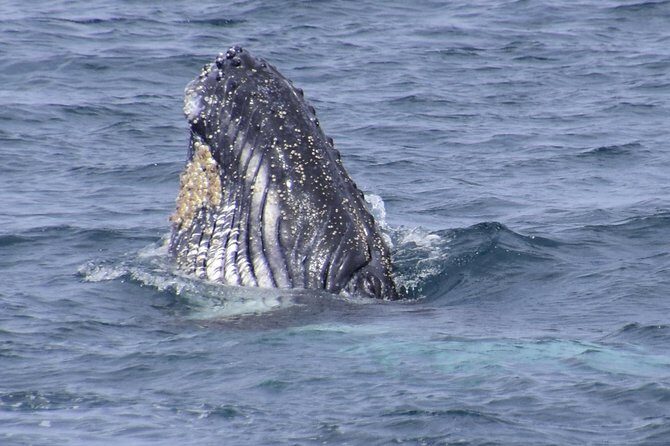 Jervis Bay Whale Watching Tour - Detailed Breakdown of the Itinerary