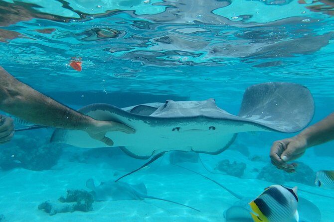 Jet-Ski Découverte 1H00 Jet Ski excursion to Moorea (Single or two-seater) - FAQs