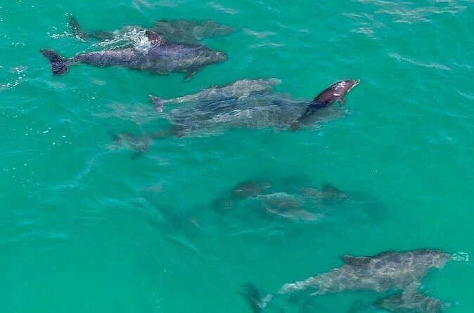 Jet Ski Dolphin Tour from Gilligans Watersports - What Travelers Can Expect in Terms of Experience