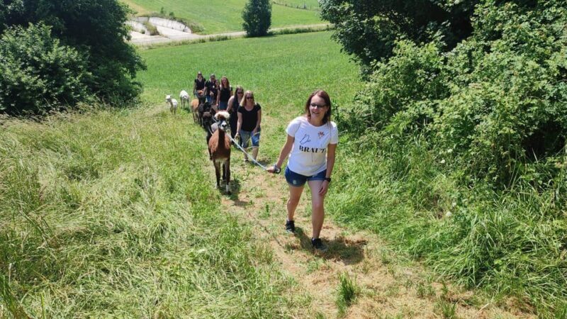 Jettingen-Scheppach: Alpaca hike through the Mindeltal - A Closer Look at the Alpaca Hike Experience