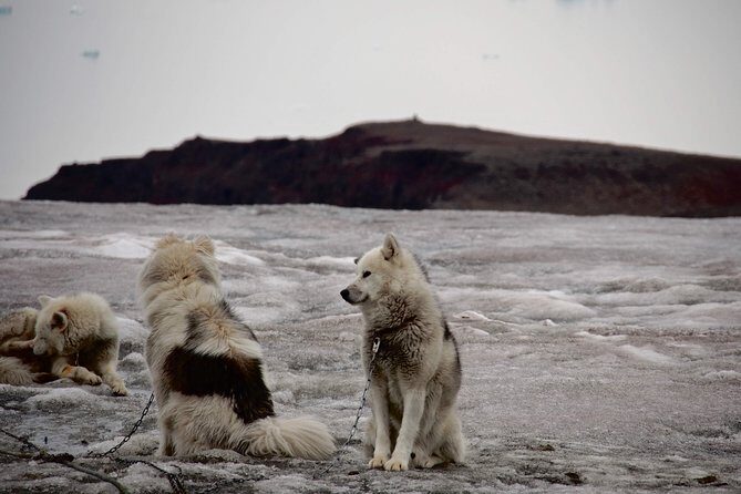 Jewels of Nuuk  Guided Walking Tour - Who Should Consider This Tour?