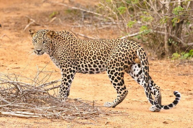 Jewels of Sri Lanka (16 Days) - Key Points