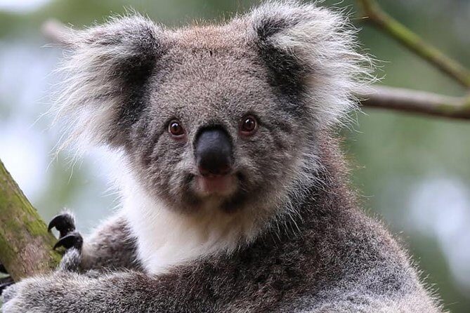 Jewish Scene in multi cultural Melbourne - Who Should Consider This Tour?