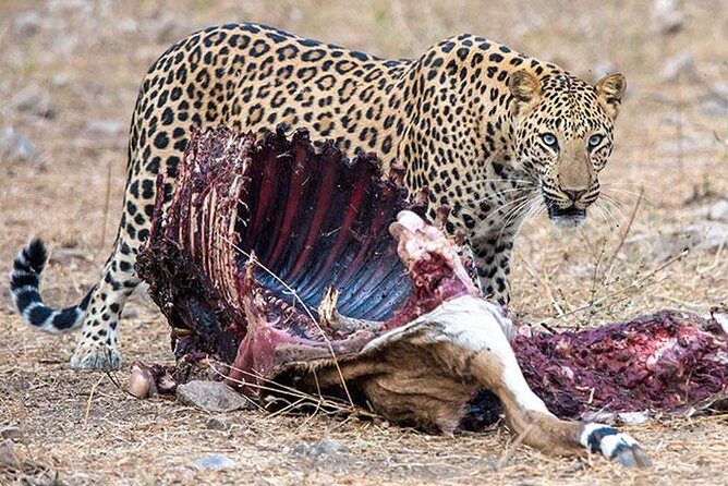 Jhalana Guided Leopard Safari - Jaipur - Key Points