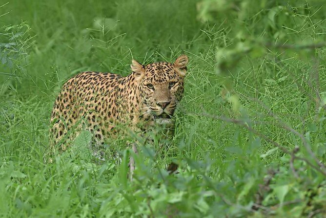 Jhalana Guided Leopard Safari - Jaipur - Practical Details & Tips