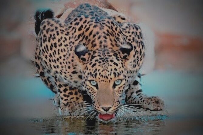 Jhalana Panther Safari Park Tour in Jaipur - A Close Look at the Safari Experience