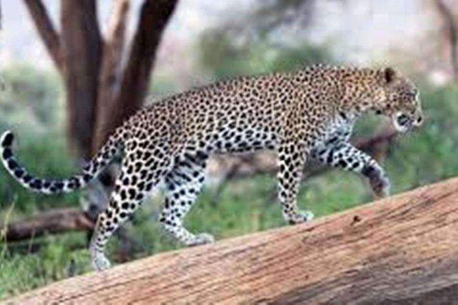 Jhalana Safari Park Leopard- One Jungle Jeep Safari And One Night Stay In Hotel - Key Points