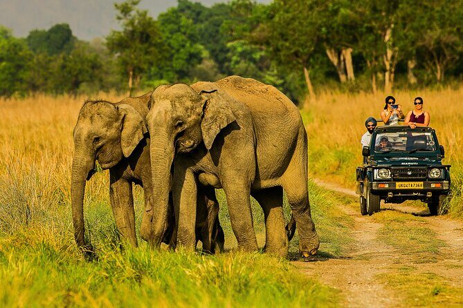 Jim Corbett Jeep Safari - Wildlife Adventure in National Park - Key Points