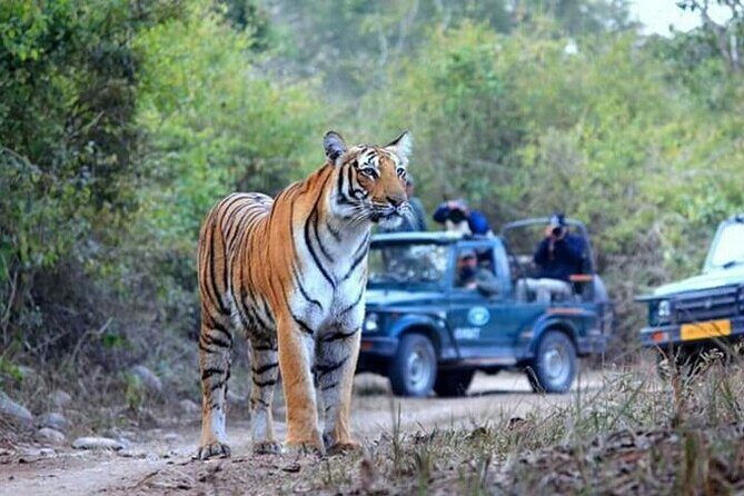 Jim Corbett Jeep Safari - Wildlife Adventure in National Park - Exploring the Safari Itinerary