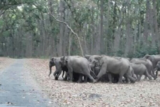 Jim Corbett Jeep Safari - Wildlife Adventure in National Park - The Sum Up
