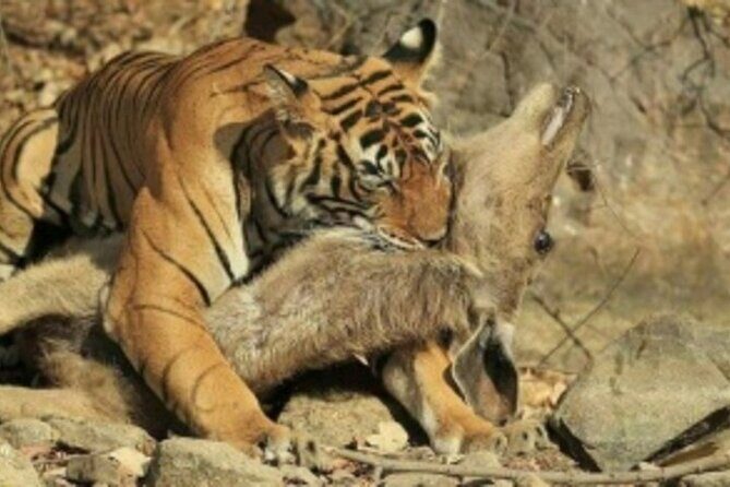 Jim Corbett Jeep Safari - Wildlife Adventure in National Park - FAQ