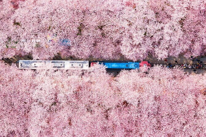 Jinhae Cherry Blossom-Yeojwacheon & Gyeonghwa St. Tour from Busan - An Overview of the Experience