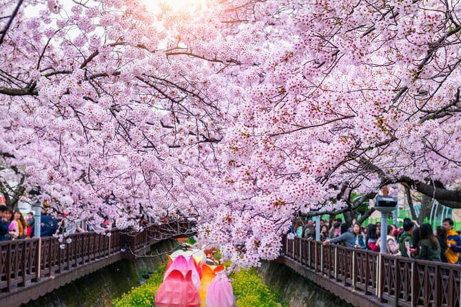 Jinhae Cherry Blossom-Yeojwacheon & Gyeonghwa St. Tour from Busan - What’s Included and What’s Not