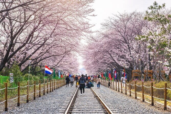 Jinhae Cherry Blossom-Yeojwacheon & Gyeonghwa St. Tour from Busan - Authentic Experiences from Real Travelers