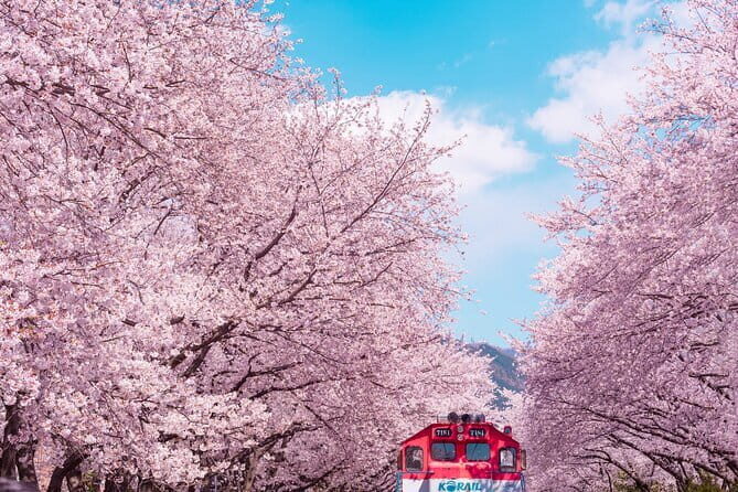 Jinhae Cherry Blossom-Yeojwacheon & Gyeonghwa St. Tour from Seoul - Key Points