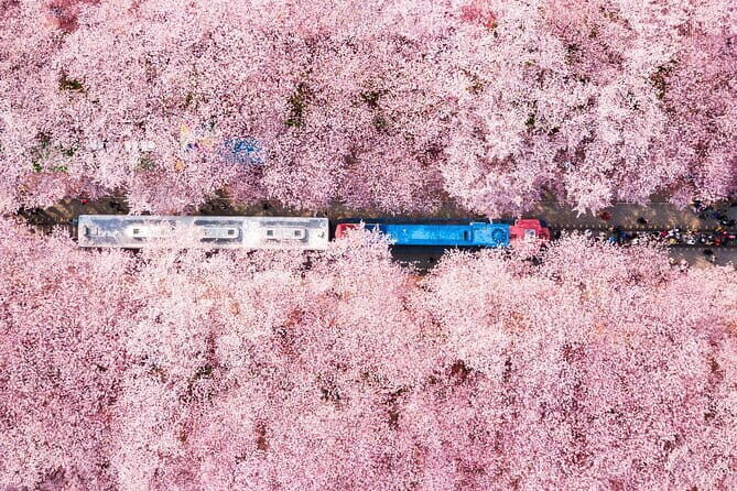 Jinhae Cherry Blossom-Yeojwacheon & Gyeonghwa St. Tour from Seoul - What to Expect from the Tour