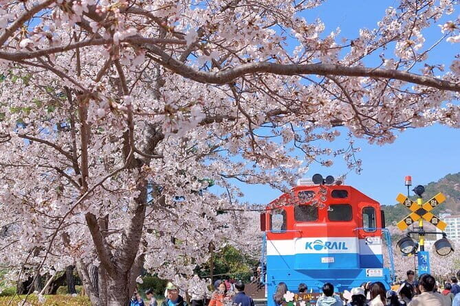 Jinhae Cherry Blossom-Yeojwacheon & Gyeonghwa St. Tour from Seoul - The Sum Up