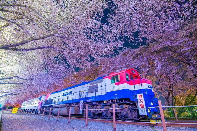 Jinhae Gunhangje Night Tour - Key Points