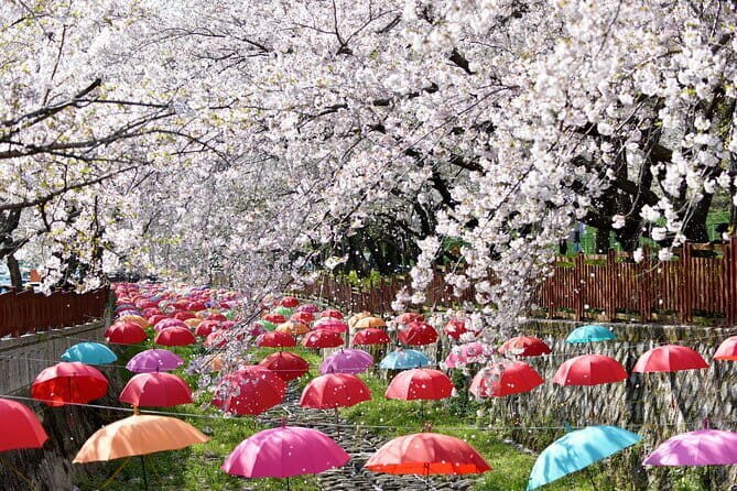 Jinhae Gunhangje Night Tour - The Experience in Detail