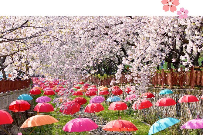Jinhae Pink Cherry Blossom Festival Tour From Seoul (to Busan) - The Complete Breakdown of the Tour Experience