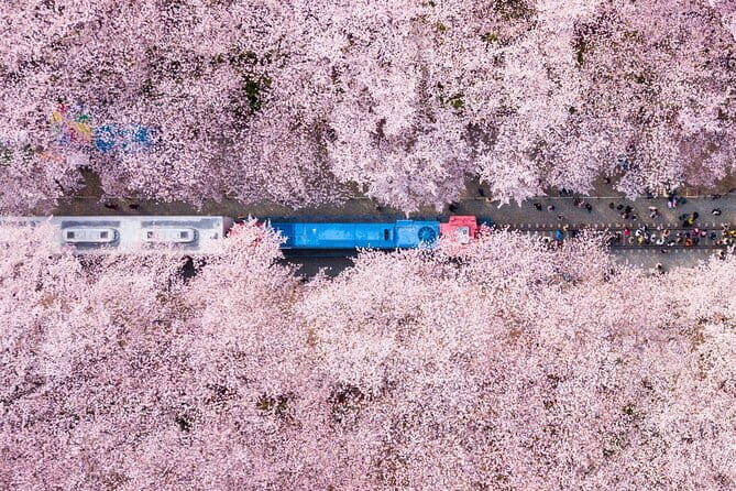 Jinhae's Cherry Blossoms Shuttle Bus depart from Seoul/Busan - An In-Depth Look at the Jinhae Cherry Blossom Tour