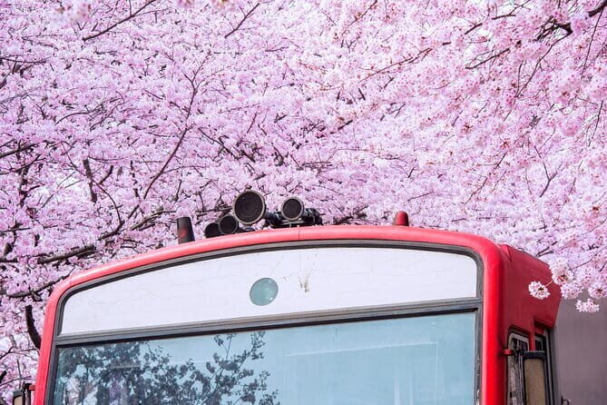 Jinhae's Cherry Blossoms Shuttle Bus depart from Seoul/Busan - Final Thoughts