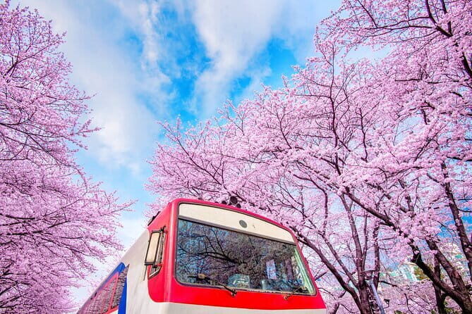 Jinhae's Cherry Blossoms Shuttle Bus depart from Seoul/Busan - FAQs