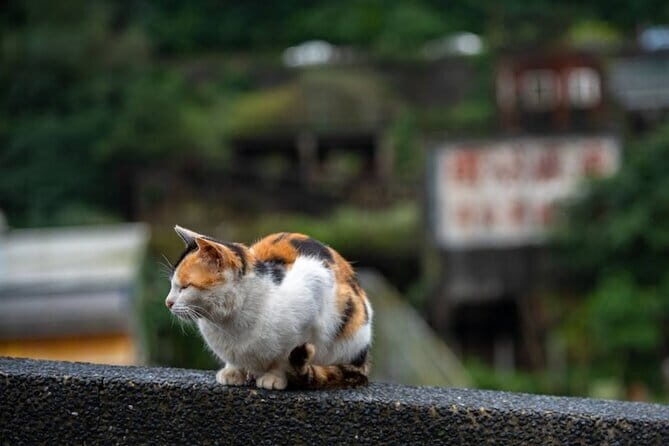 Jiufen, Shifen and Houtong Cat Village Private Tour - An In-Depth Look at the Jiufen, Shifen, and Houtong Cat Village Private Tour