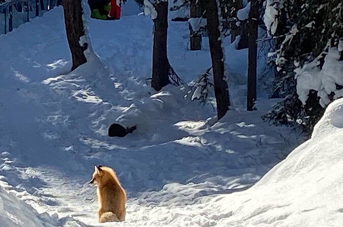 Johnston Canyon Icewalk from Banff AM - Analyzing the Value