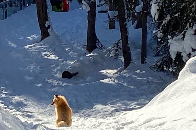 Johnston Canyon Icewalk from Banff AM - Who Is This Tour Best For?
