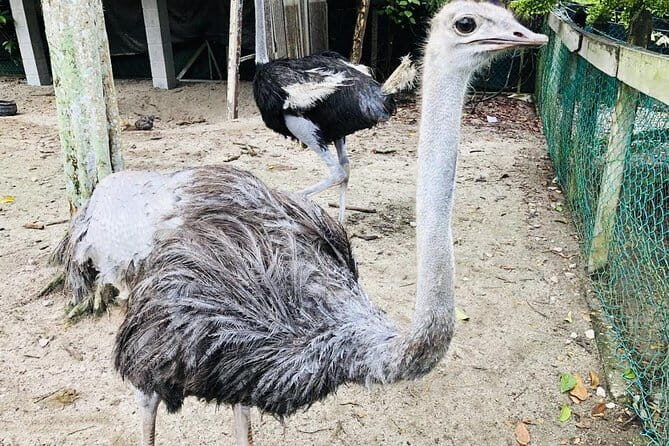 Johor Day Tour - Ostrich Farm, Waterfall, Go Kart [Car] - Practical Details and What You Should Know