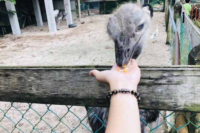 Johor Tour Ends in Singapore - Ostrich Farm, Beach, Waterfall, Fireflies [Car] - Key Points
