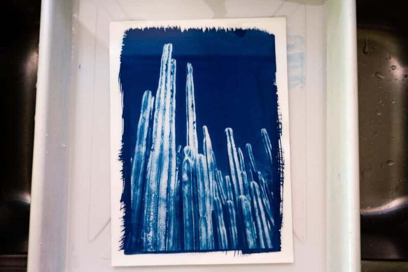 Joshua Tree: Cyanotype Sunprint Workshop - Practical Tips for Participants