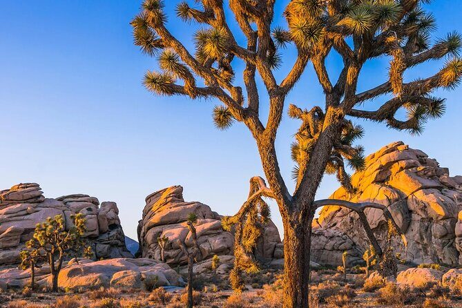 Joshua Tree National Park and Pioneertown Tour - The Journey Begins: From Palm Springs to Joshua Tree National Park