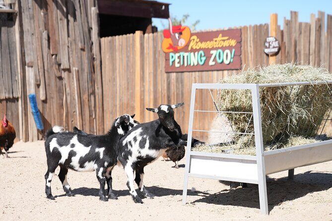 Joshua Tree National Park Private Adventure from Los Angeles - FAQ