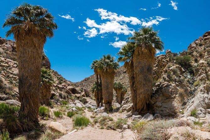 Joshua Tree National Park Self-Guided Audio Tour - Final Thoughts: Is It Worth It?