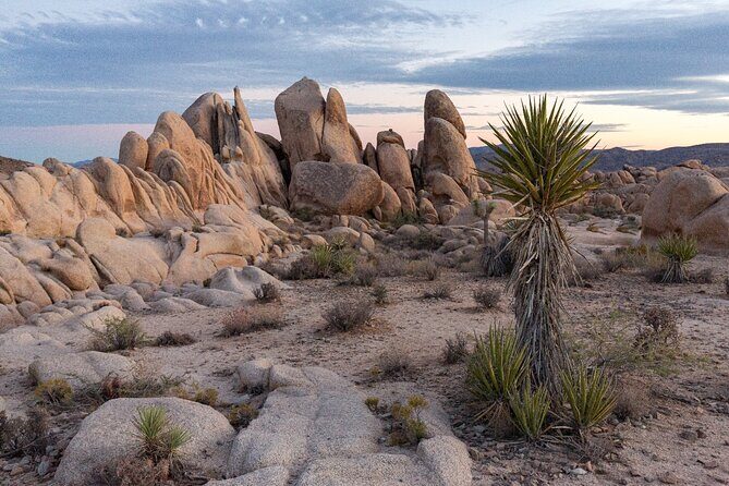 Joshua Tree National Park Trip Planner - The Itinerary in Detail