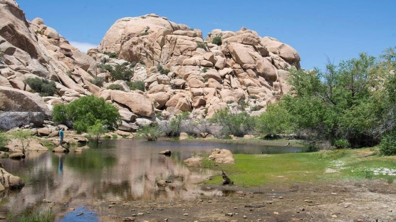 Journey into Joshua Tree: Audio Driving Tour and Local Guide - The Experience: What to Expect from the Tour