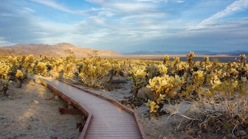 Journey into Joshua Tree: Audio Driving Tour and Local Guide - Practical Considerations and Tips