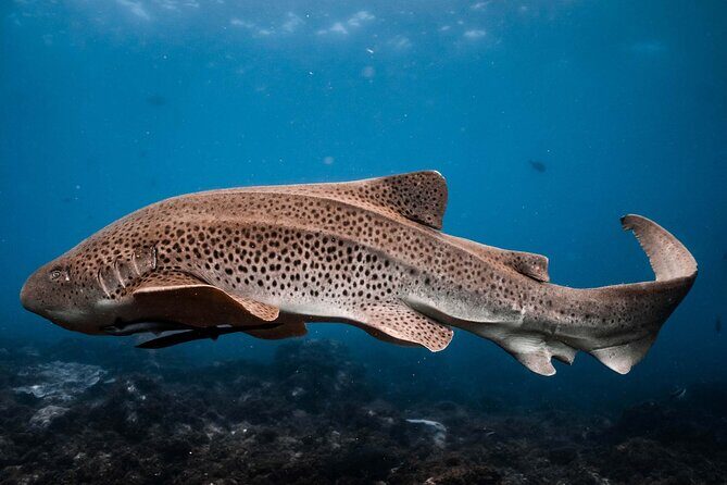 Julian Rocks: Premier Snorkeling Tour Byron Bay - Key Points