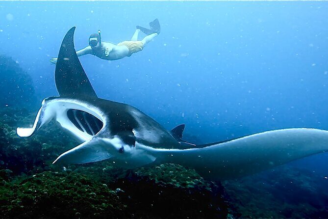 Julian Rocks: Premier Snorkeling Tour Byron Bay - An Authentic Look at the Julian Rocks Snorkeling Tour