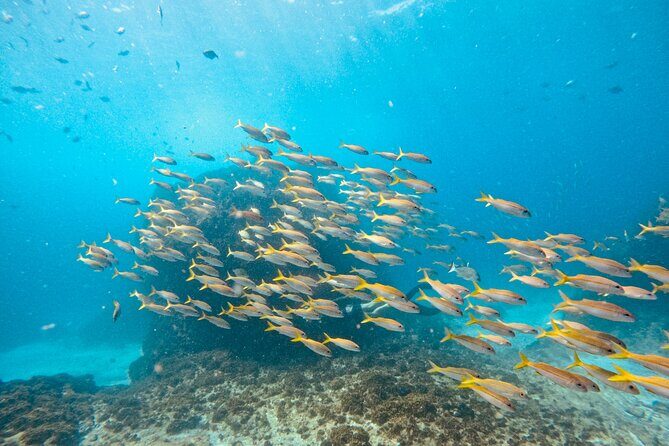 Julian Rocks: Premier Snorkeling Tour Byron Bay - Who Should Consider This Tour?